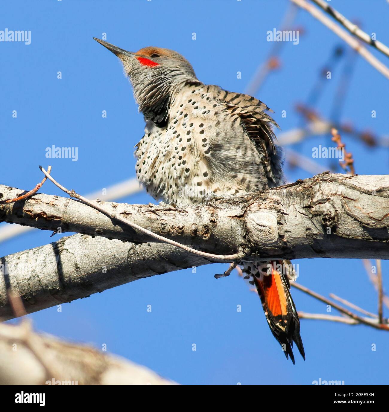 Flicker con alberi rossi con belle marcature rosse, fluffing le sue piume mentre su un albero in una giornata di cielo blu luminoso e soleggiato. Foto Stock