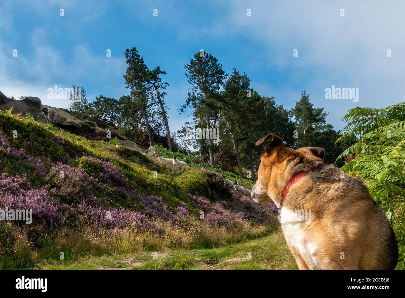 Cane ben educato seduto guardando le pecore che camminano lungo la brughiera, Ilkley Moor, West Yorkshire, UK Foto Stock