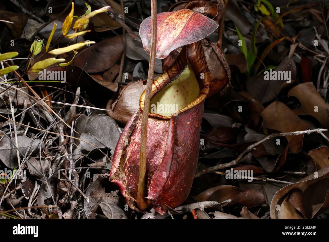 Caraffa di Nepenthes rafflesiana, una carnivora caraffa pianta, Sarawak, Borneo Foto Stock