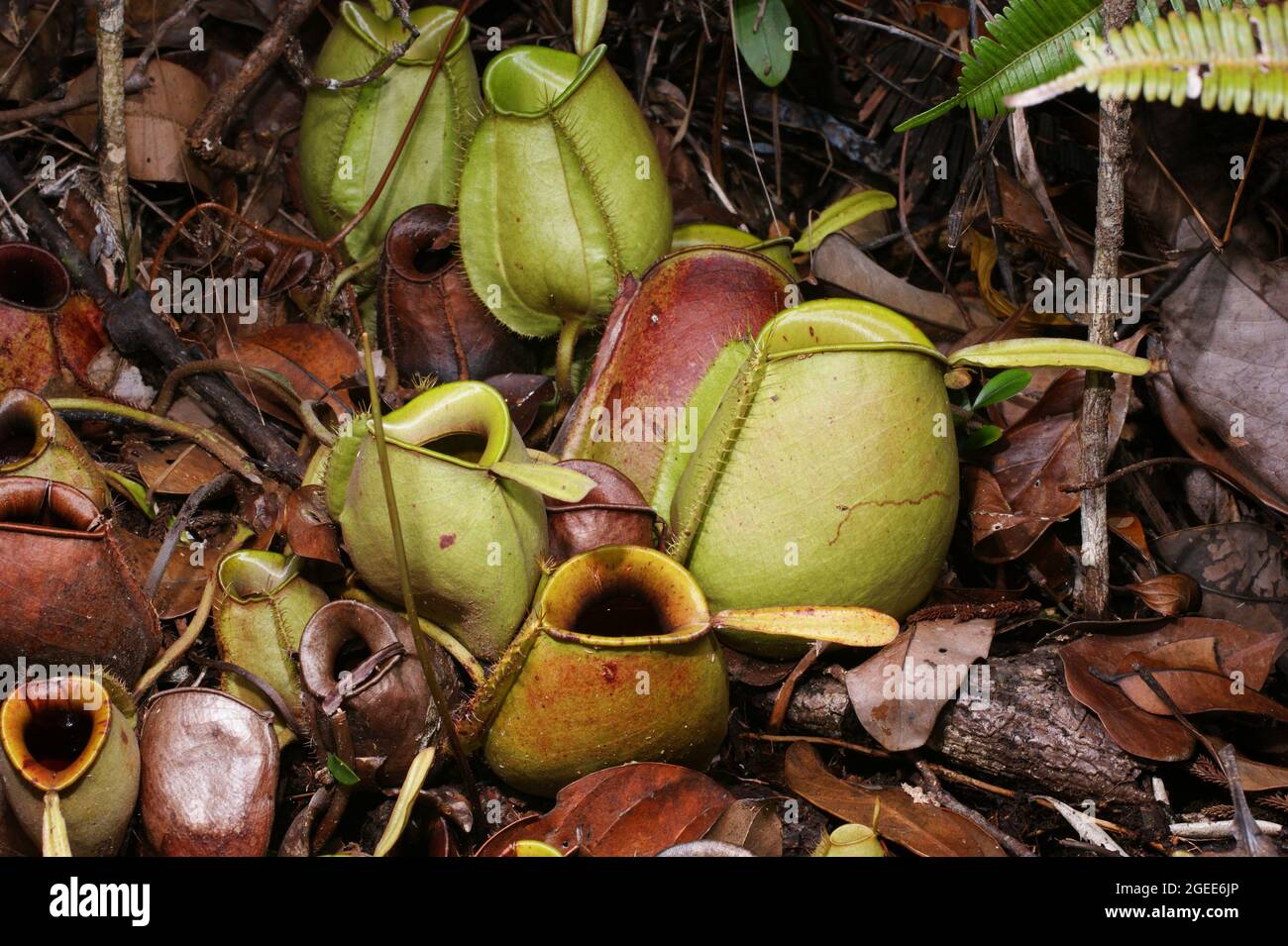 Caraffe verdi della pianta carnivora caraffa Nepenthes ampullaria, Sarawak, Borneo Foto Stock
