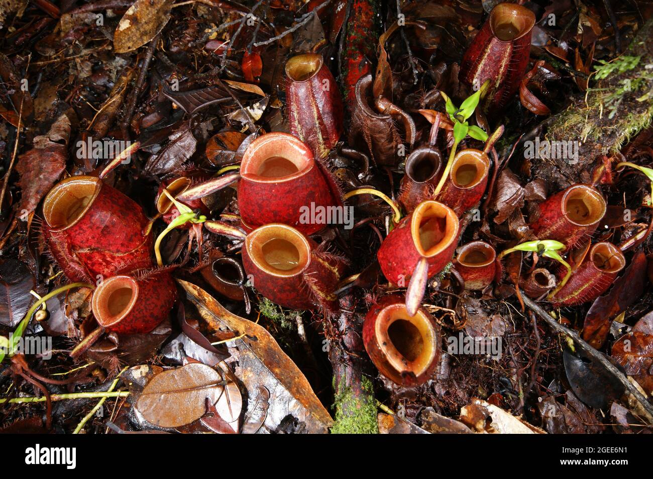 Caraffe rosse della pianta carnivora caraffa Nepenthes ampullaria, Sarawak, Borneo Foto Stock