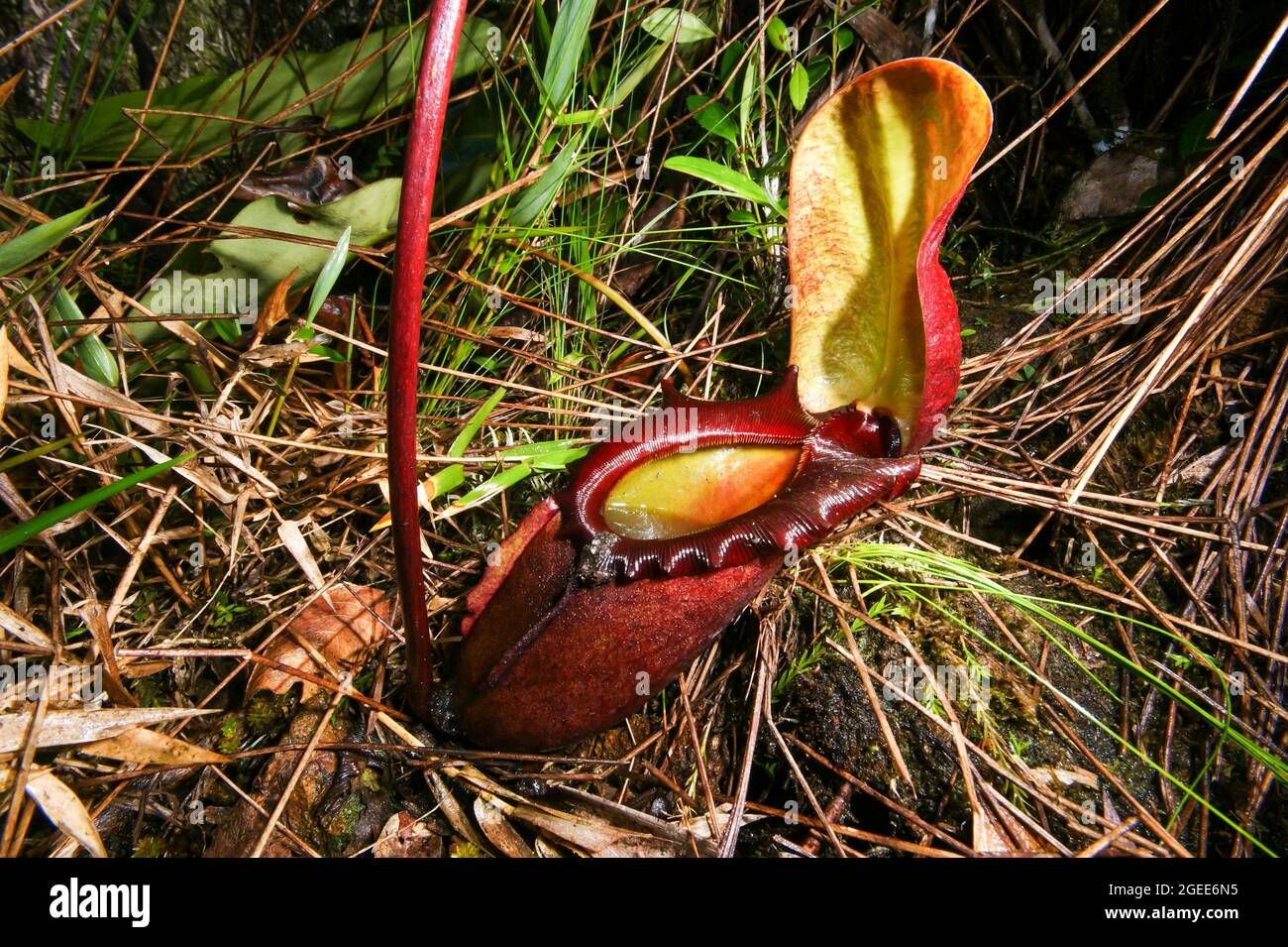 Caraffa rossa di nepenthes rajah, pianta carnivorosa di caraffa, Sabah, Borneo Foto Stock