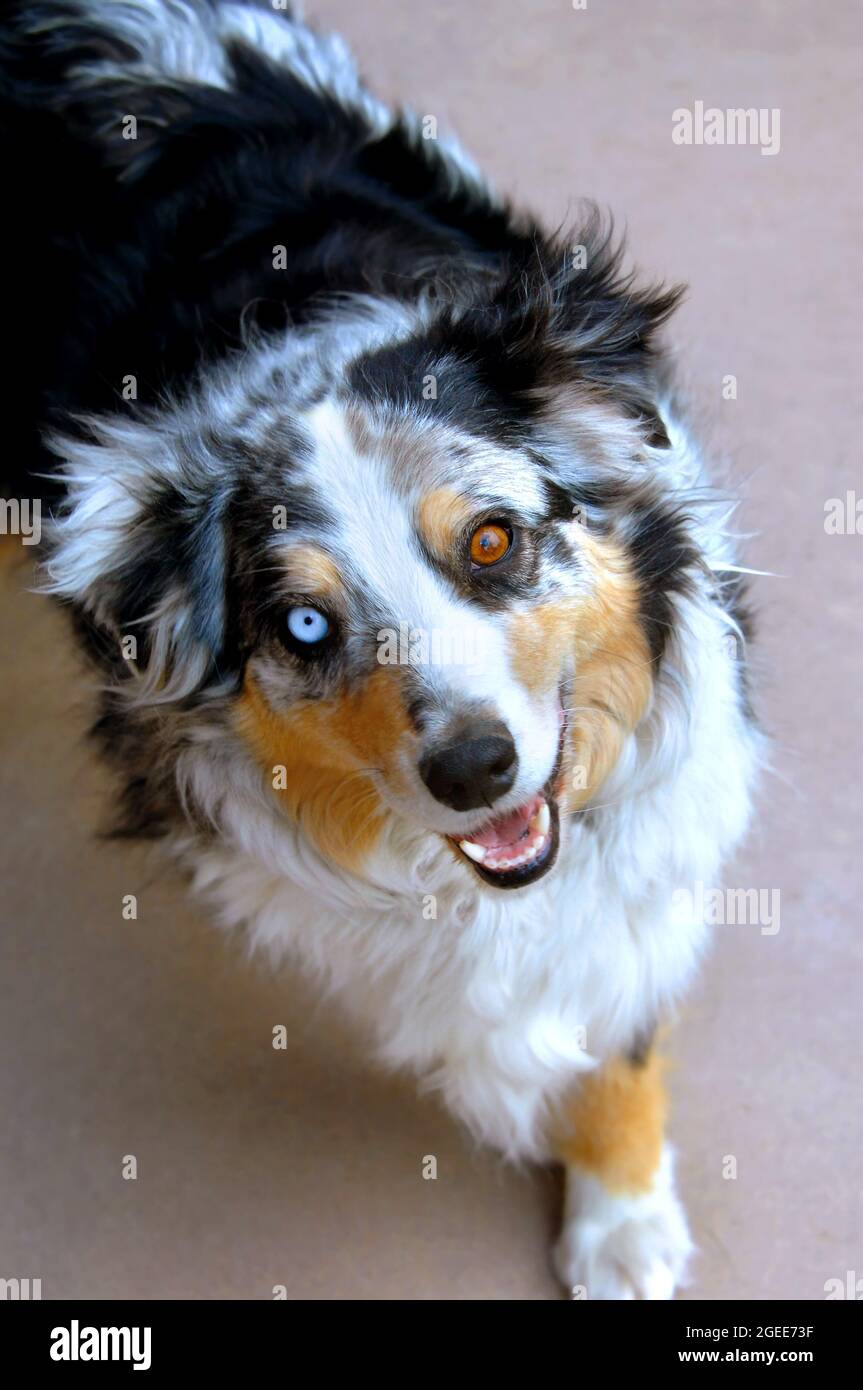 Pastore australiano cane guarda in su con i suoi due diversi occhi  colorati. Egli ha un occhio azzurro e uno marrone Foto stock - Alamy