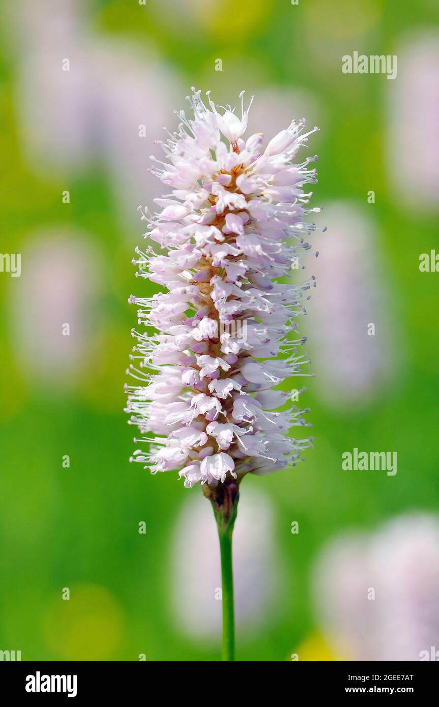 Bistort, bistort comune, bistort europeo, bistort prato, Schlangen-Knöterich, Polygonum bistorta, kígyógyökerű keserűfű, Ungheria, Europa Foto Stock