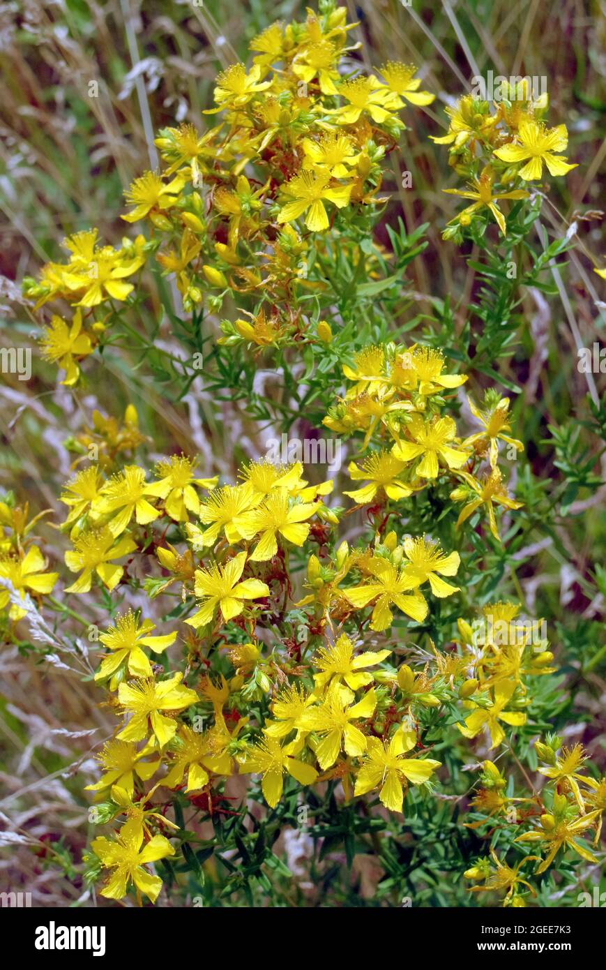 Erba di San Giovanni, Erba di San Giovanni perforata, Echtes Johanniskraut, Hypericum perforatum, közönséges orbáncfű, Ungheria, Magyarország, Europa Foto Stock