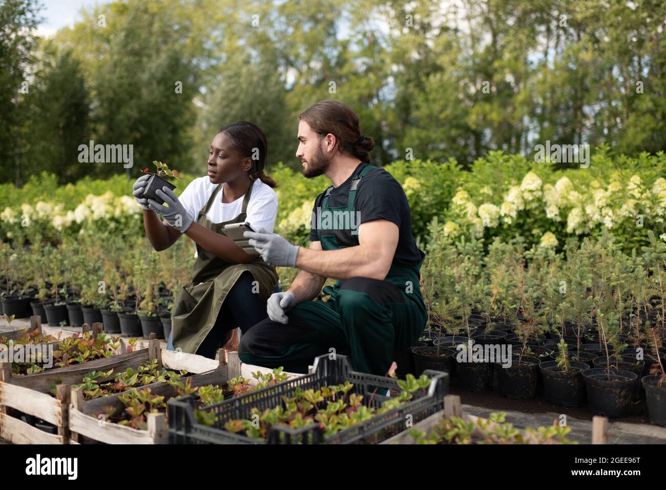 Diversi colleghi maschili e femminili che ispezionano le piantine di fragole in estate in azienda Foto Stock