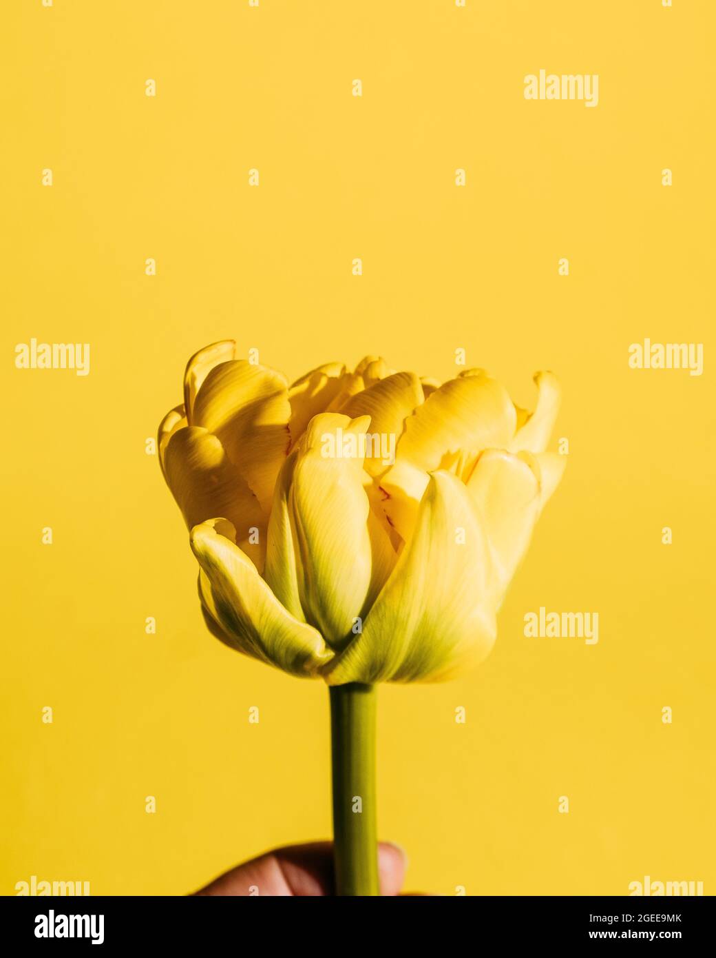 Bellissimo tulipano giallo su sfondo giallo Foto Stock