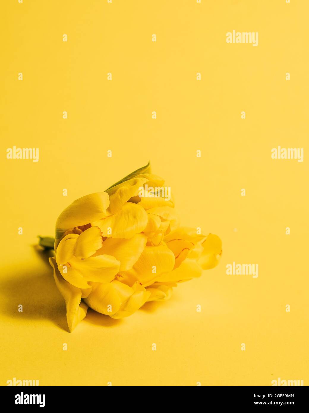 Tulipano giallo su sfondo giallo Foto Stock