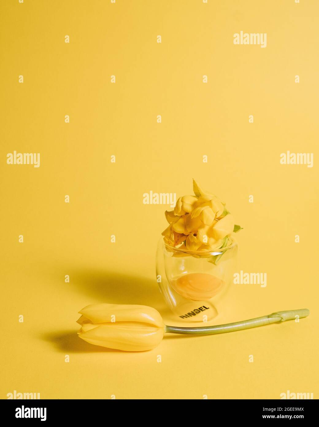 giallo umore: tulipani e tuorlo Foto Stock