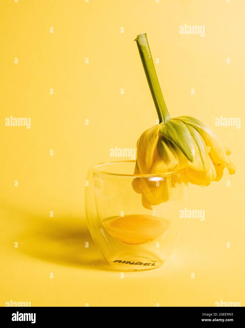 Tulipano giallo e tuorlo d'uovo Foto Stock