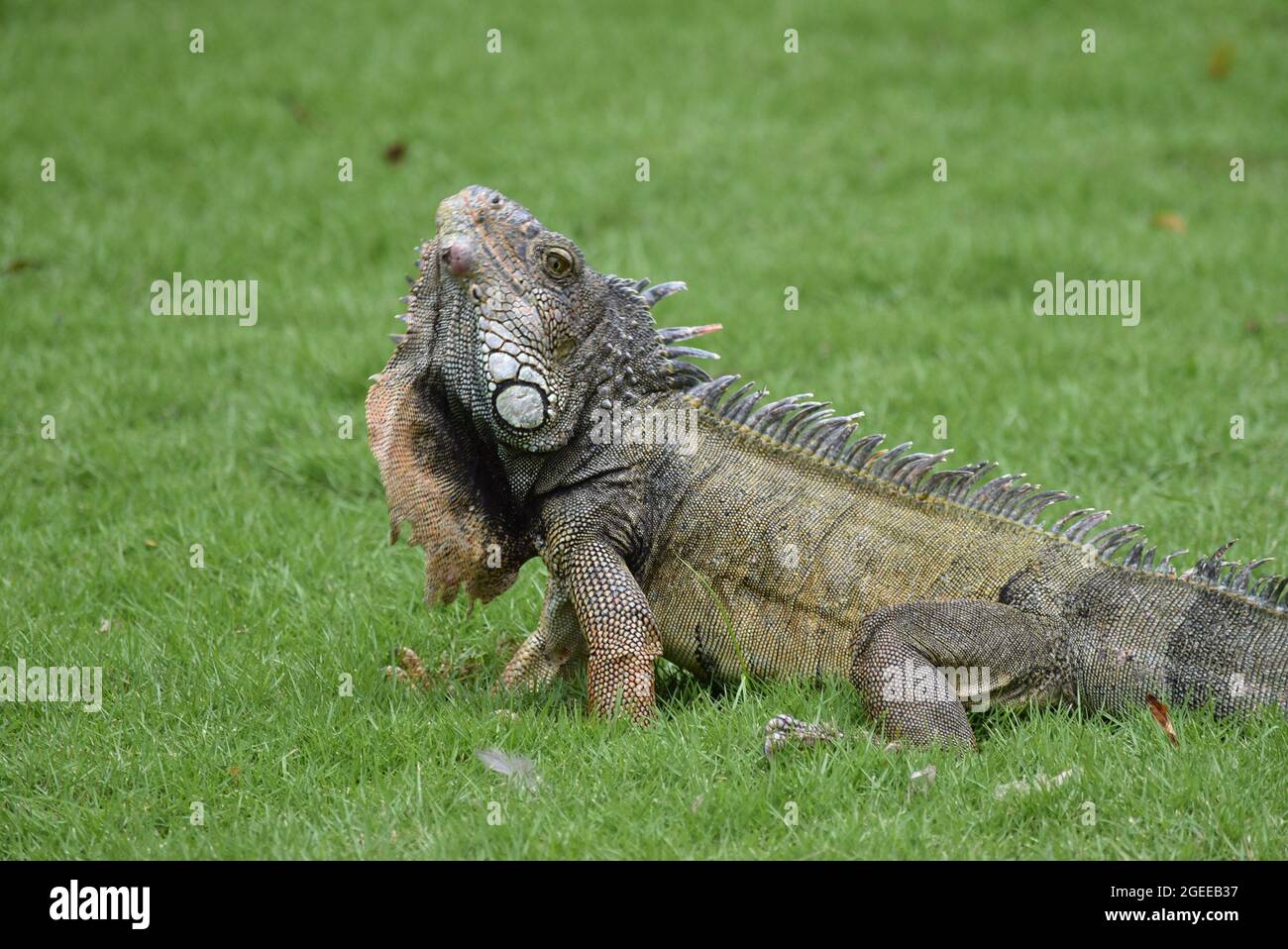 Foto ravvicinata di un'iguana in un parco a Guayaquil Foto Stock