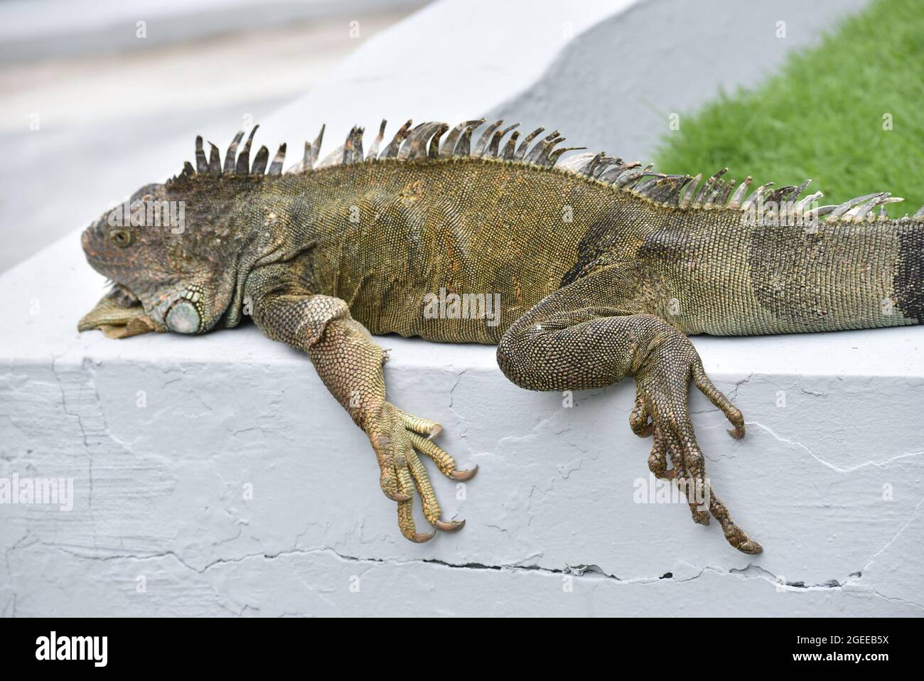Foto ravvicinata di un'iguana in un parco a Guayaquil Foto Stock