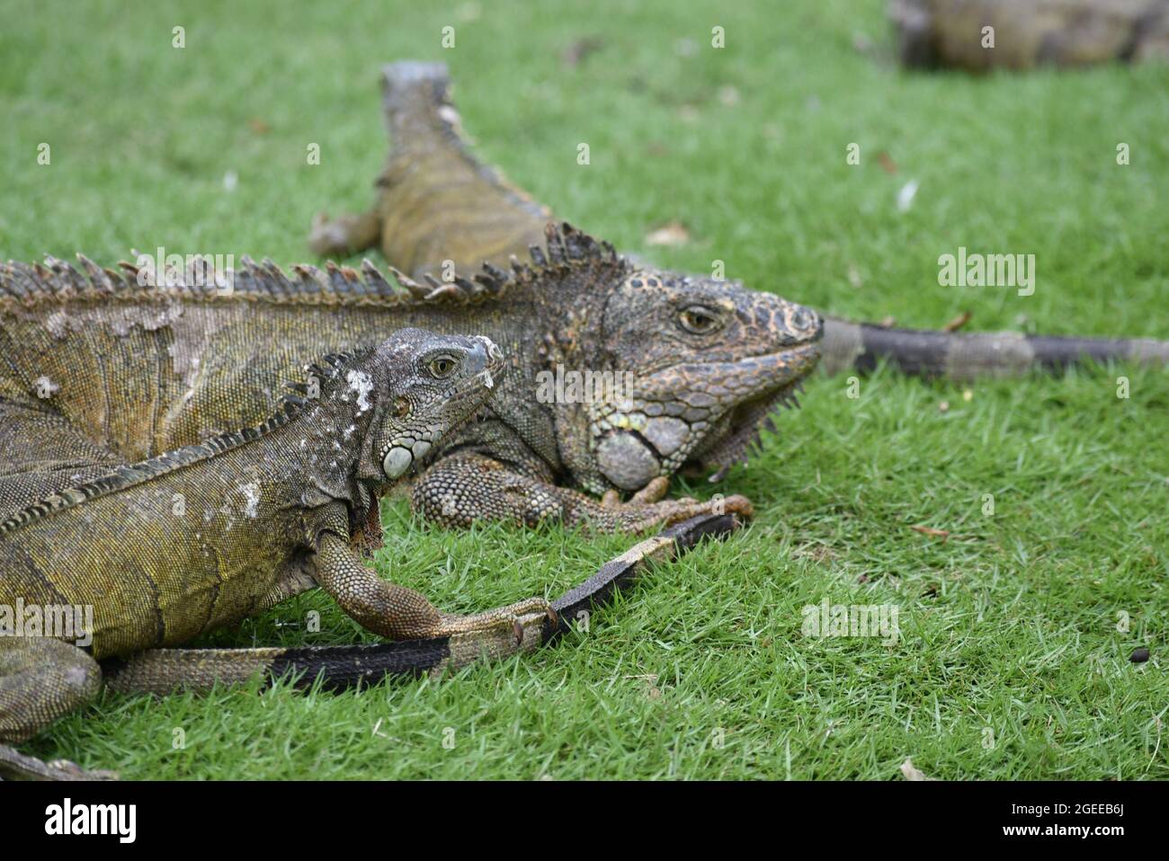 Foto ravvicinata di un'iguana in un parco a Guayaquil Foto Stock
