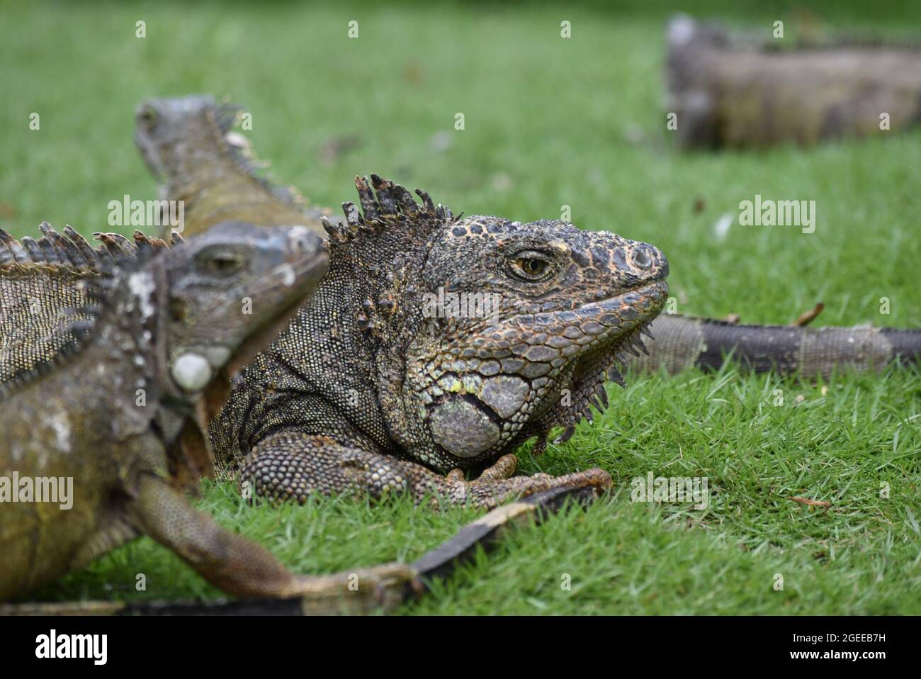 Foto ravvicinata di un'iguana in un parco a Guayaquil Foto Stock