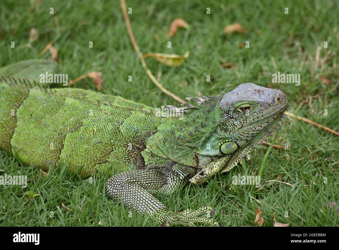 Foto ravvicinata di un'iguana in un parco a Guayaquil Foto Stock