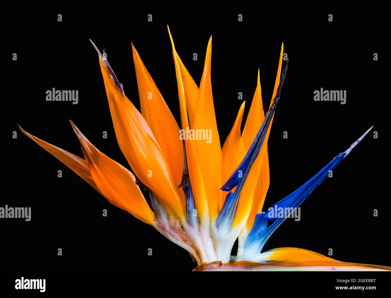 corona di petali dorati in cima uccello del paradiso fiore primo piano sfondo nero Foto Stock