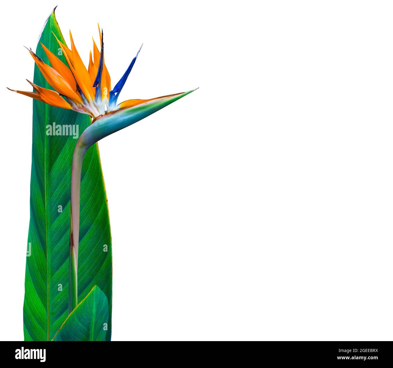 colorato uccello a stelo lungo del paradiso fiore e foglia decorativo bordo sfondo bianco con spazio copia Foto Stock