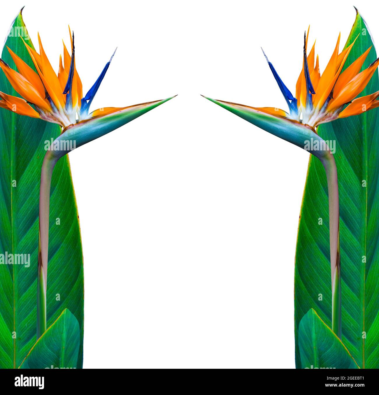 cornice di uccelli di paradiso fiori su sfondo bianco con spazio copia Foto Stock