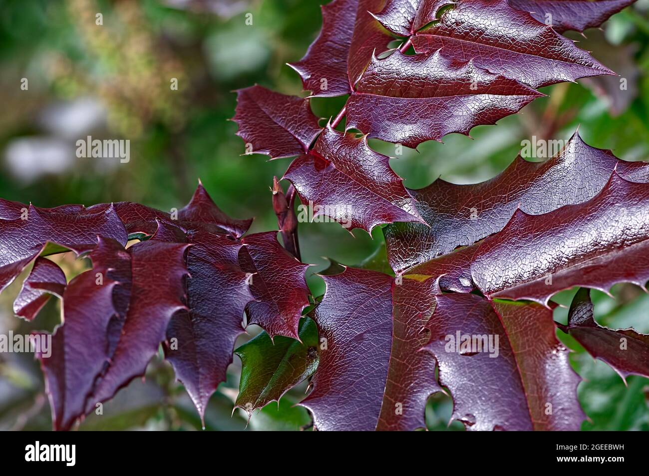 Primo piano delle foglie di uva dell'Oregon in primavera (Mahonia aquifolium). Foto Stock