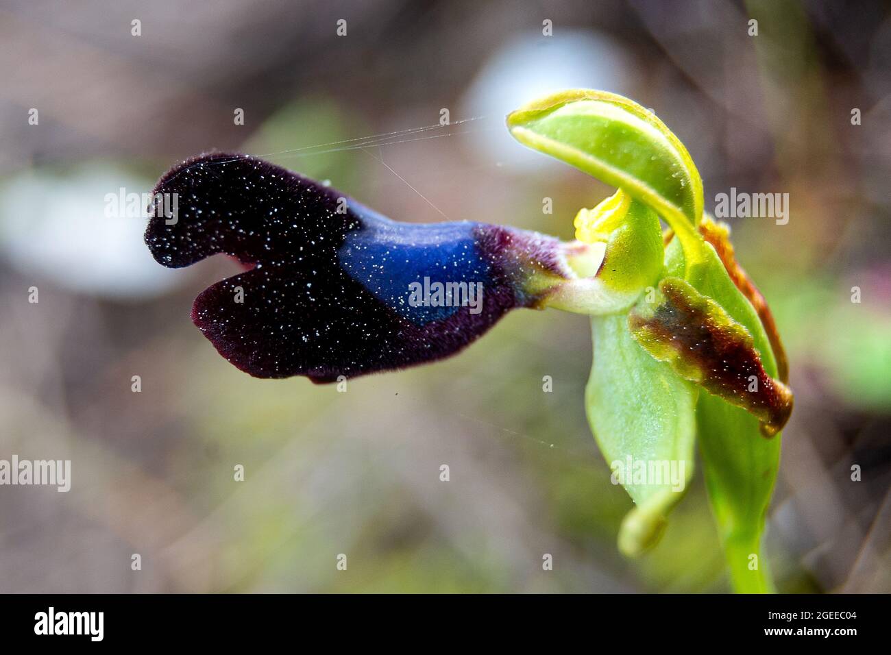 Ophrys atlantica Foto Stock