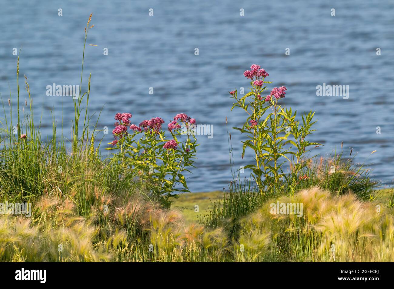Swamp Milkweed fiori in piena fioritura, e erbe autoctone, che crescono lungo una riva del lago nello stato del Colorado. Foto Stock