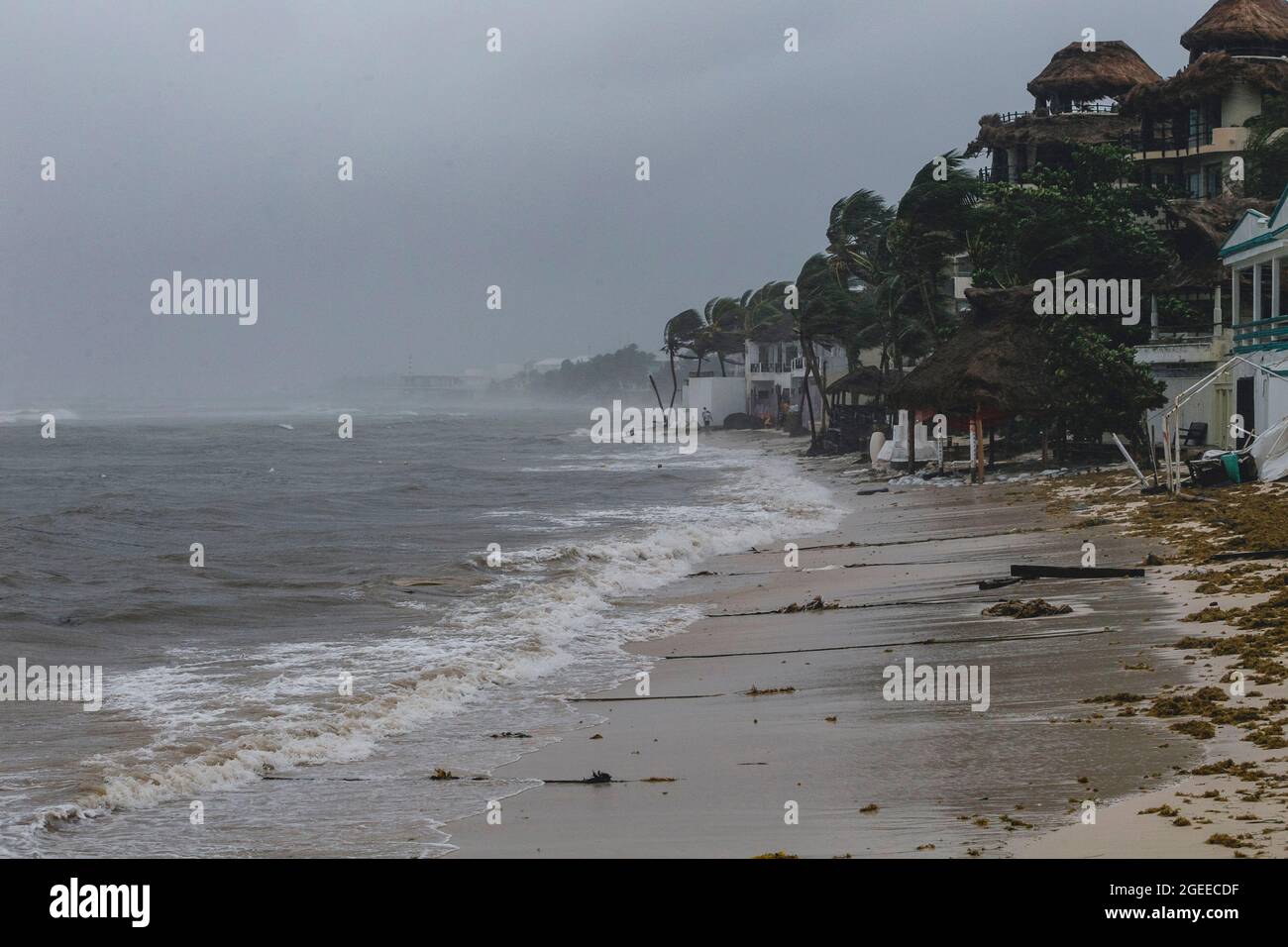 Playa del Carmen, Messico, 19 agosto 2021: Forti raffiche di vento fanno muovere le palme mentre l'uragano di categoria 1 'Grace' ha colpito Playa del Carmen nei Caraibi messicani. Credit: Natalia Pescador/Eyepix Group/Alamy Live News Credit: Eyepix Group/Alamy Live News Foto Stock