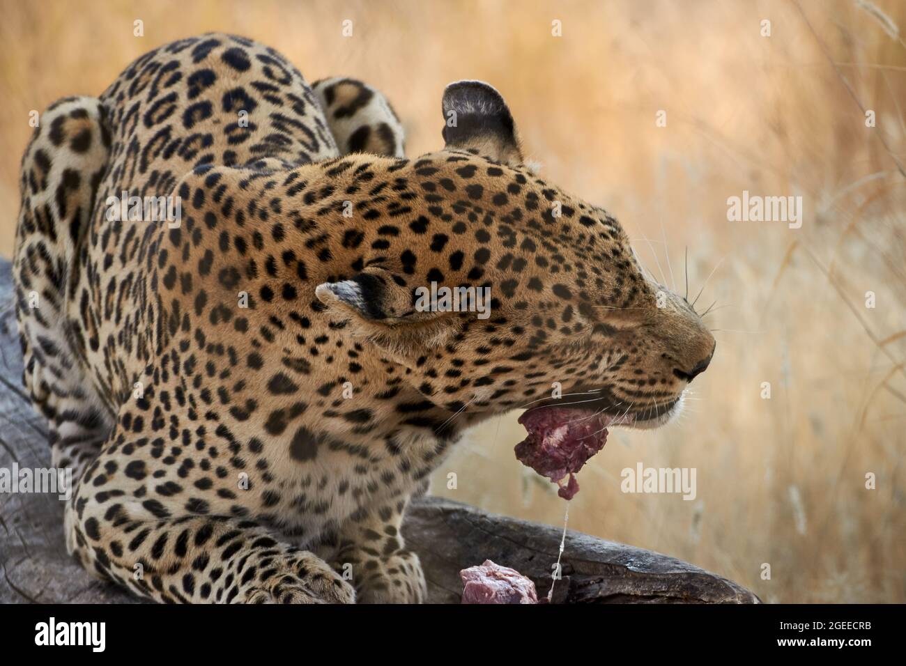 Primo piano del leopardo africano (Panthera pardus) giacente su tronco di albero che alimenta la carne in Namibia, Africa Meridionale. Foto Stock