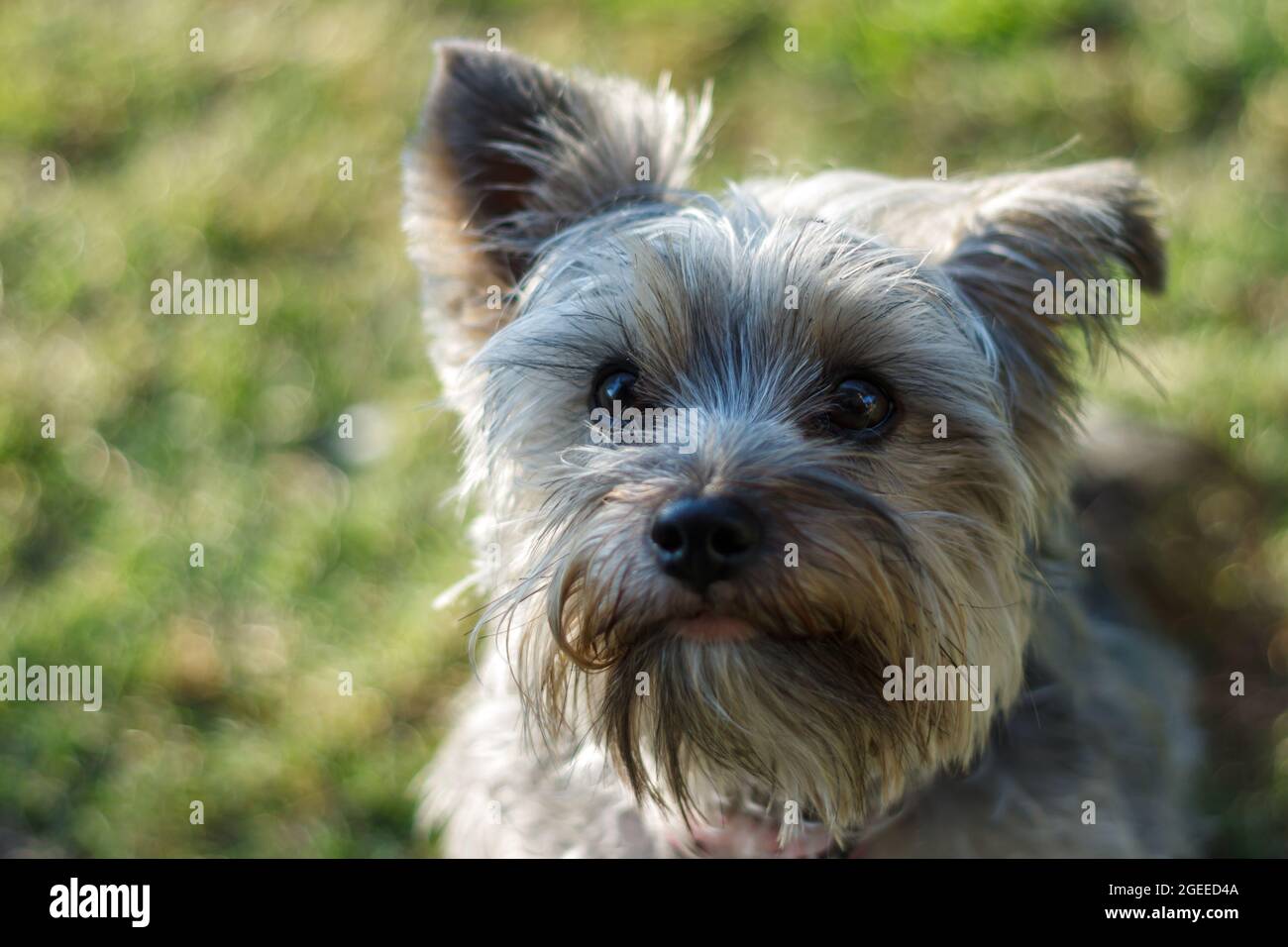 Carino piccolo grigio Yorkshire terrrier ritratto primo piano con uno sfondo verde girato all'esterno in un giorno d'estate Foto Stock