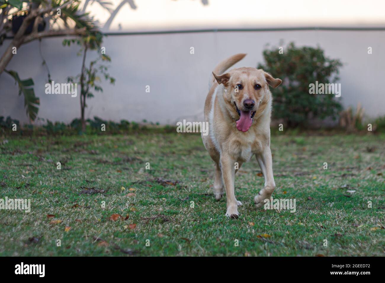 buon cane con orecchie volanti che corrono in giardino Foto Stock