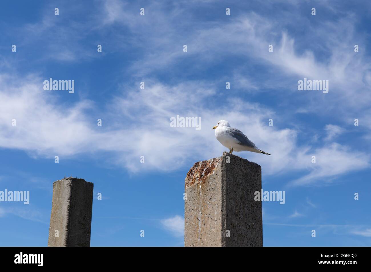 Gabbiano ad anello rovesciato sulla sommità di un palazzetto di calcestruzzo contro un cielo blu profondo con nuvole, aspetto orizzontale Foto Stock