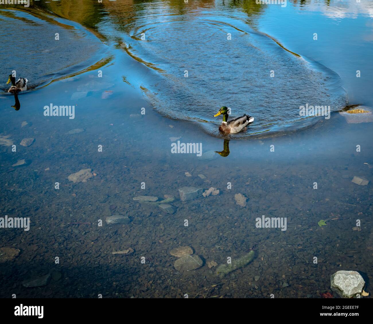 I mallards galleggiano intorno su un laghetto, durante una bella giornata limpida nell'autunno dell'anno Foto Stock