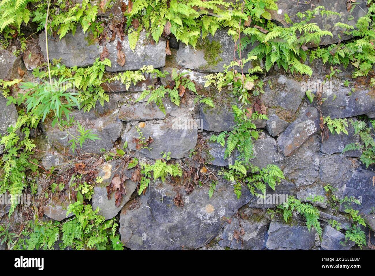 Un vecchio muro di pietra con erba e felci germogliati alle articolazioni. Messa a fuoco selettiva. Foto Stock