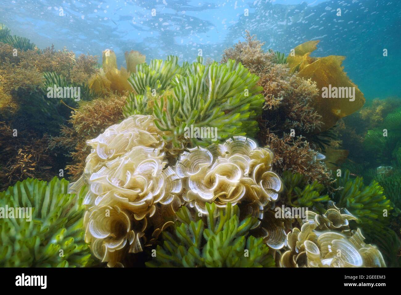 Alghe verdi e marroni oceaniche sottomarine, Codium tomentosum, Padina pavonica, Cystoseira tamariscifolia, Atlantic, Spagna, Galizia Foto Stock