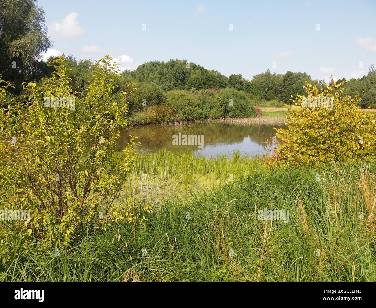 Parco Regionale Meteliai (Contea di Alytus, Lituania) Foto Stock