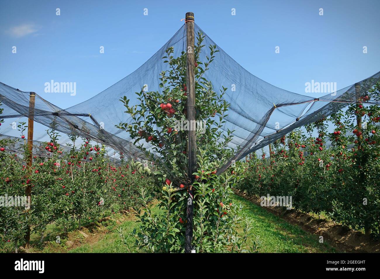 Protezione rete antigrandine per frutta. Frutteto di mele in Italia Foto Stock