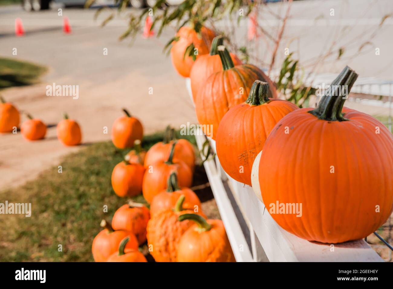 Diverse file di zucche d'arancia caduta in un festival autunnale in una zona di zucca locale Foto Stock