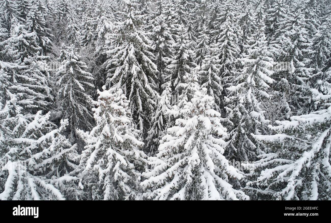 Disegno di abeti sotto la neve vista aerea drone. Tema di sfondo di Natale Foto Stock