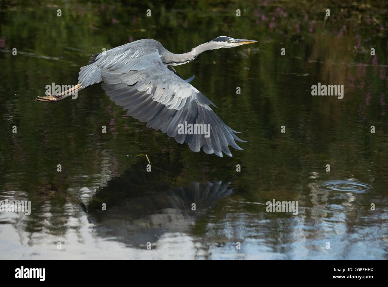 Un Heron prende il volo lungo le rive del fiume Cam a Grantchester Cambridgeshire Foto Stock