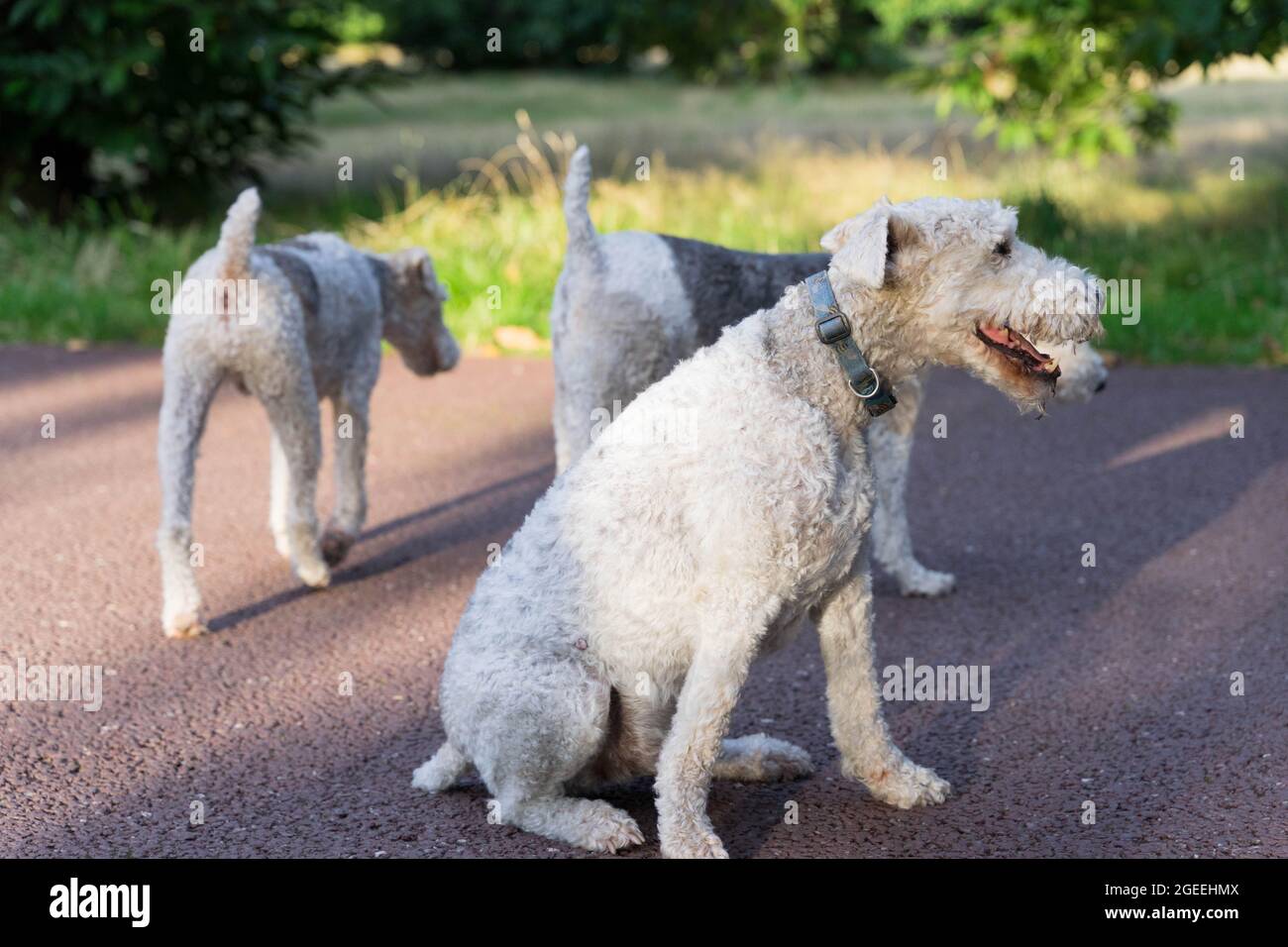 Tre foxter PET dogs si incontrano e salutano al london Park greenwich England UK Foto Stock