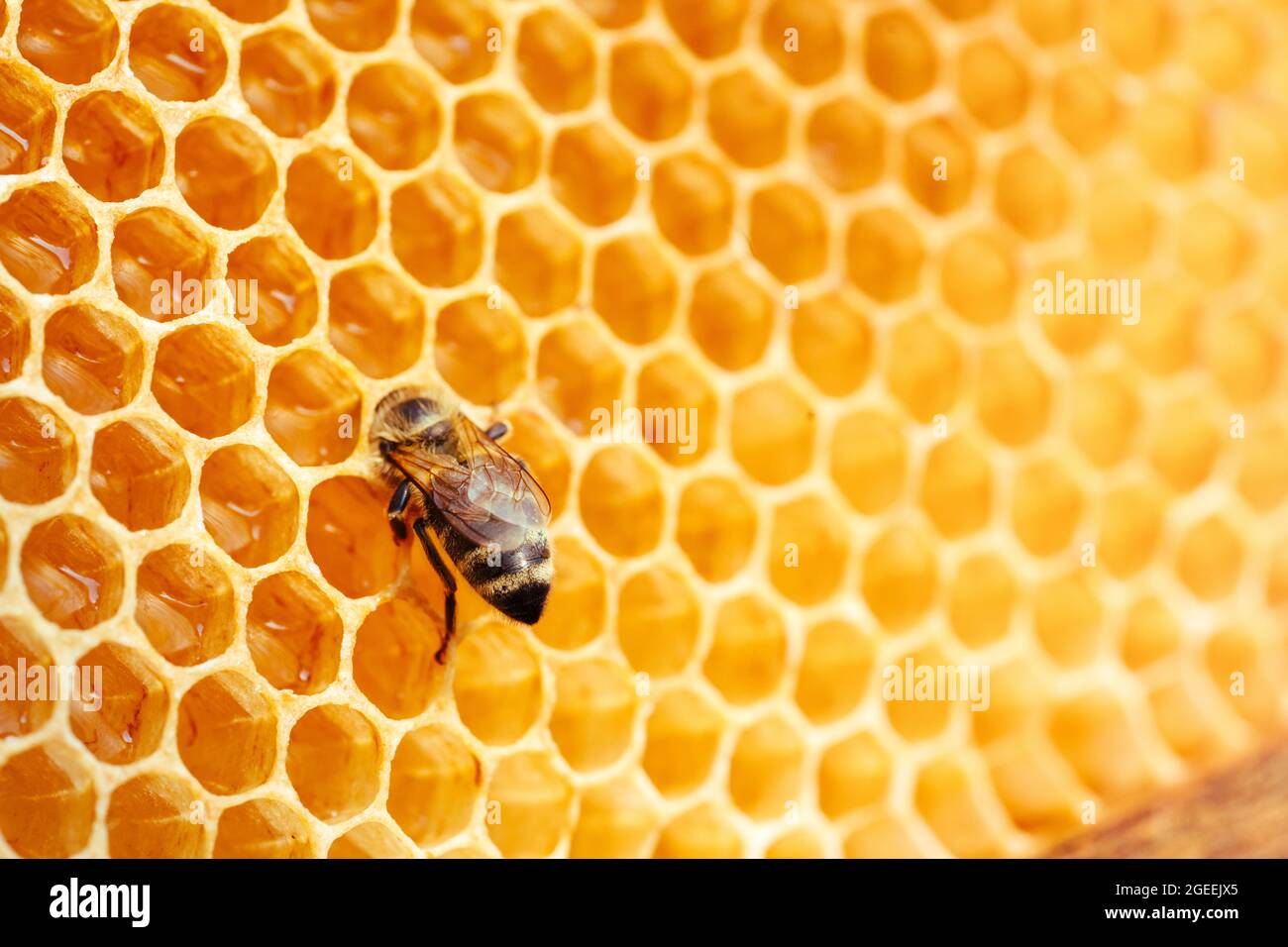 Macro foto di api da lavoro su nidi d'ape. Immagine dell'apicoltura e della produzione del miele Foto Stock