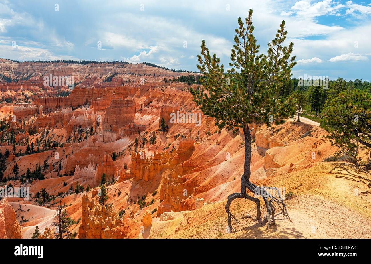 Juniper Walking Pine Tree with Roots, Sunrise Point, Bryce Canyon National Park, Utah, USA. Foto Stock