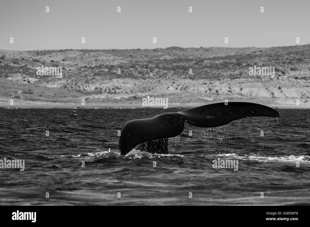 Coda delle balene a destra meridionale, Peninsula Valdes, patrimonio dell'umanità dell'UNESCO, Patagonia, Argentina. Foto Stock