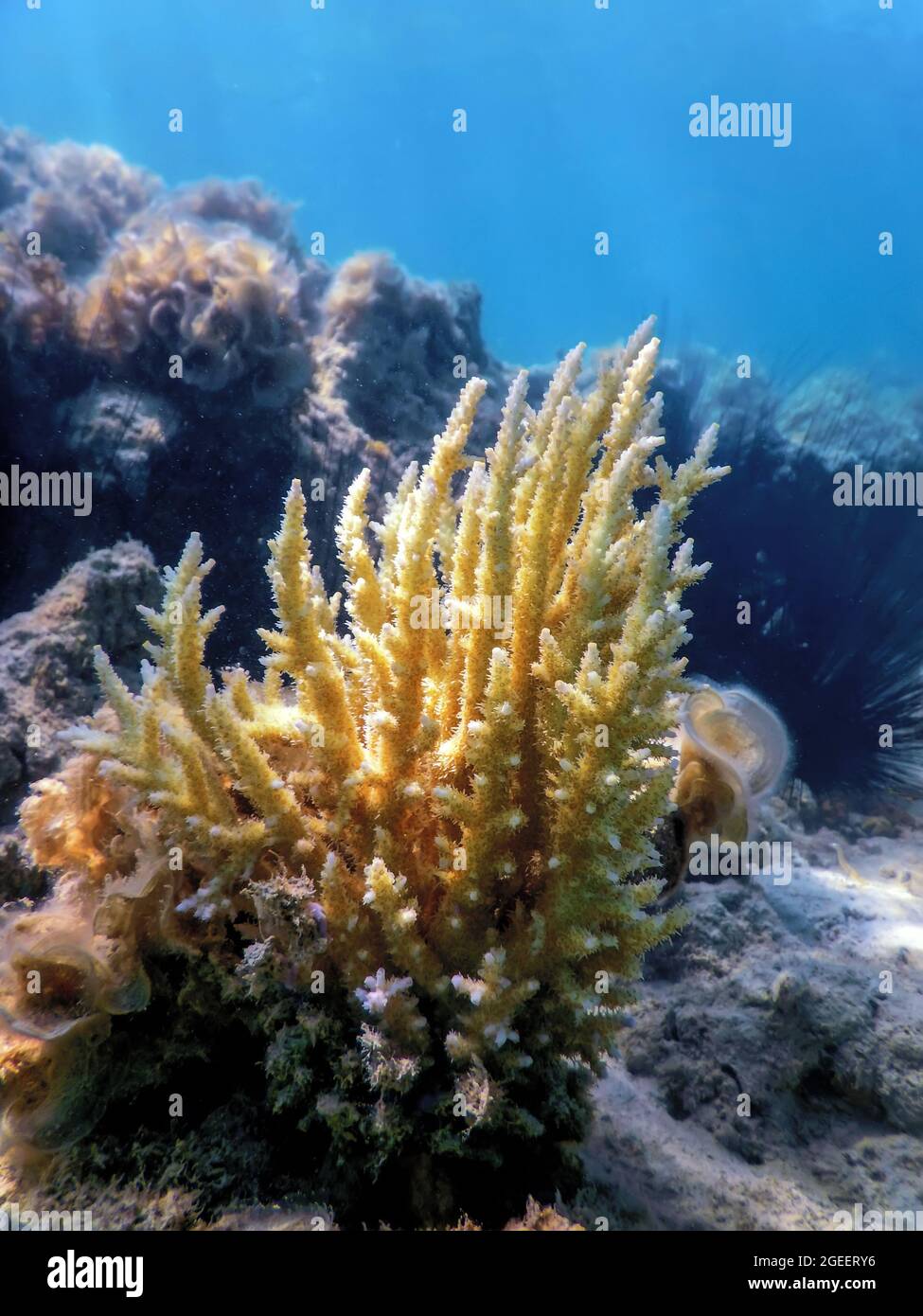 Staghorn coral Acropora cervicornis Corallo di Staghorn