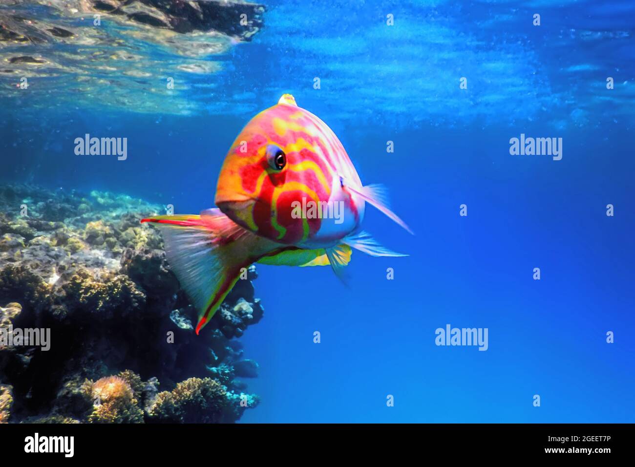 Klunzinger wrasse (Thalassoma rueppellii) Pesci di corallo, acque tropicali, vita marina Foto Stock