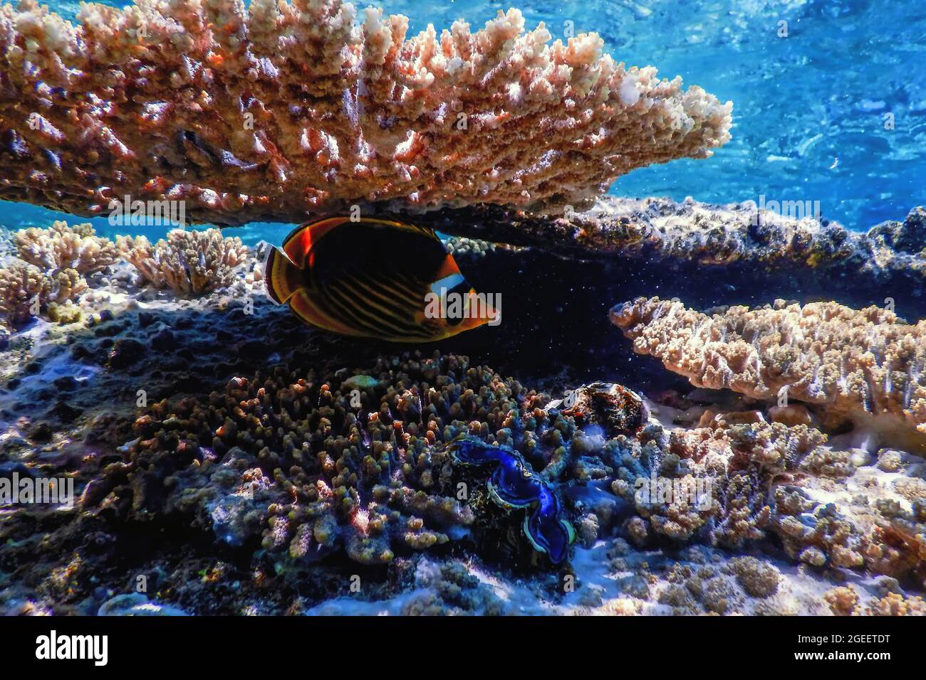 Pesce farfalla diagonale (Chaetodon fasciatus) pesce di corallo, acque tropicali, vita marina Foto Stock