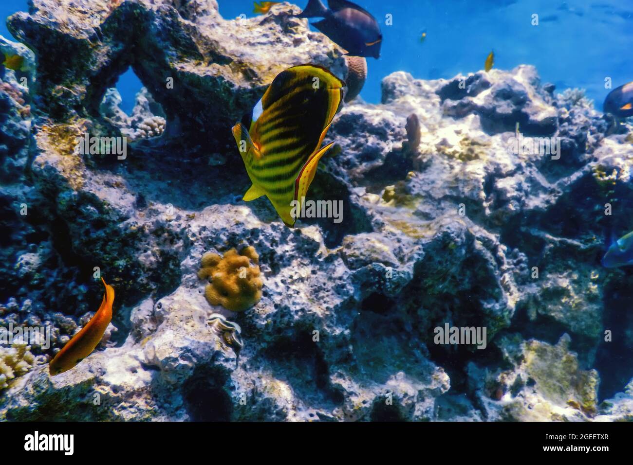 Pesce farfalla diagonale (Chaetodon fasciatus) pesce di corallo, acque tropicali, vita marina Foto Stock