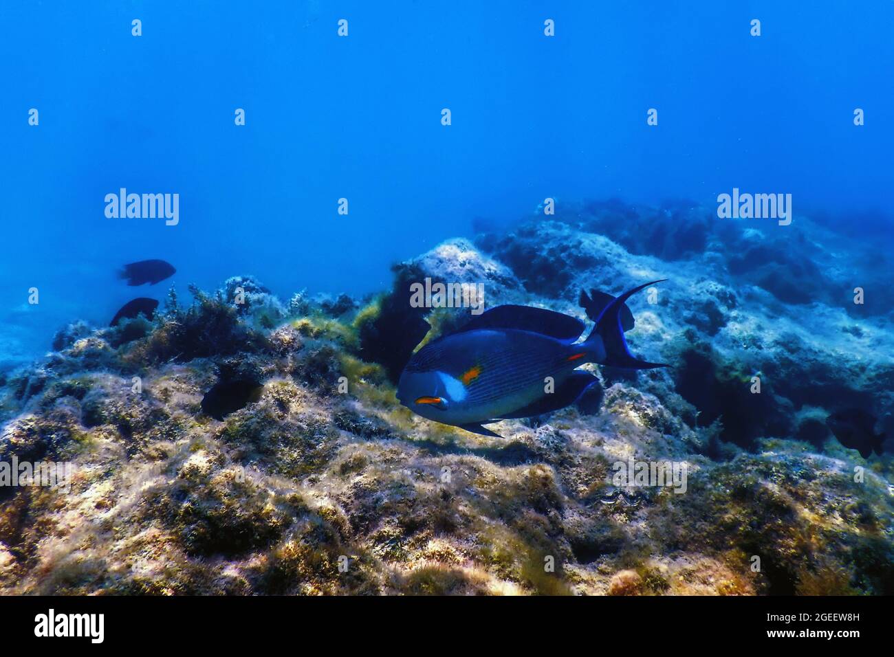 La Sohal Surgeonfish, sohal tang (Acanthurus sohal) vita marina Foto Stock