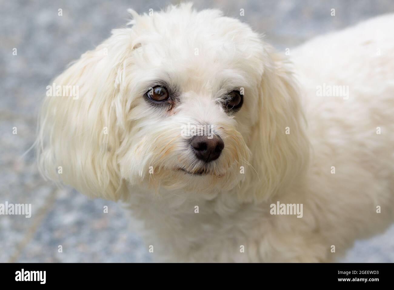 Primo piano di un curioso piccolo bianco Havanese mix cane fissando la fotocamera Foto Stock