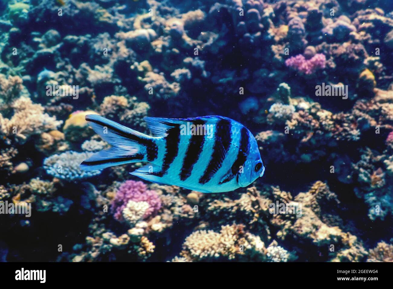 Scissortail pesce sergente (Abudefduf sexfasciatus) rigettò damselfish sott'acqua, acque tropicali, vita marina Foto Stock