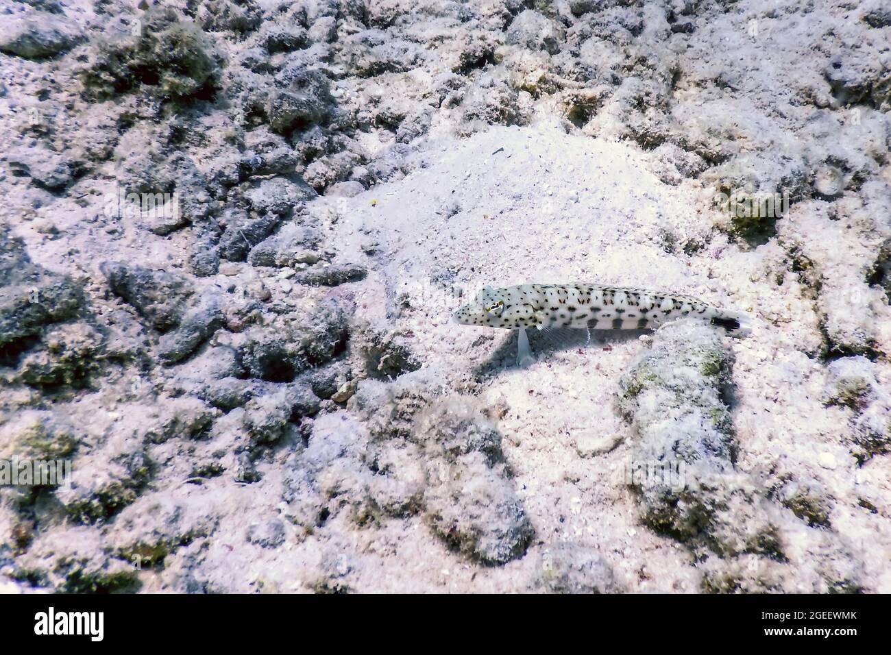 Pappagallo di sabbia (Parapercis esophtalma) acque tropicali, vita marina Foto Stock
